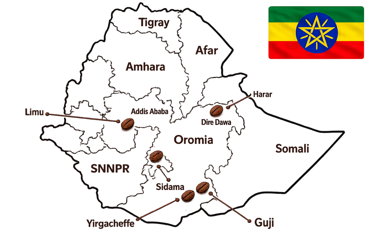 Major Coffee varieties